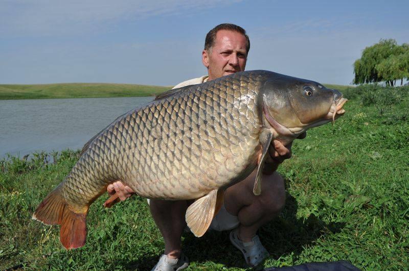 crapi de sarulesti - 14550516590685674874591276344142n.jpg